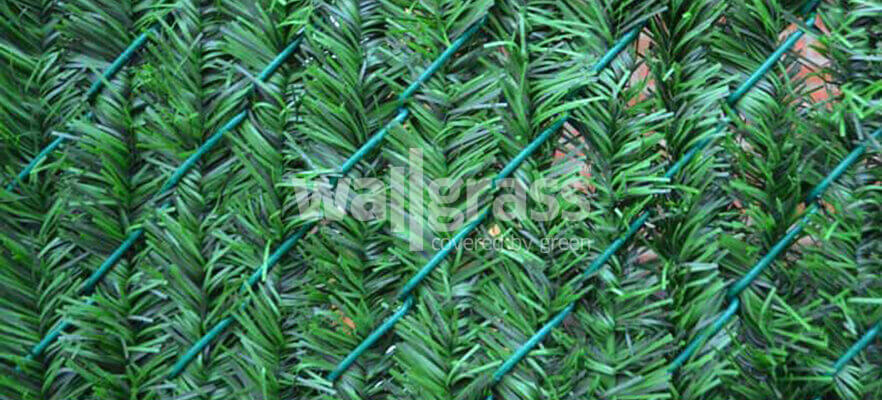 Leaf Wallgrass Begins to Enter Our Lives!