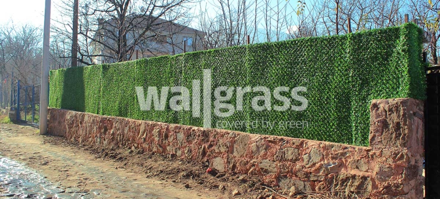 What is Wallgrass? What Are the Usage Areas?