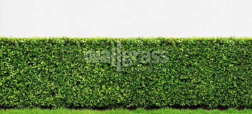 What to Consider When Designing Your Garden?